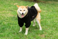 RAIKOU  Hundemantel  Hund  Hoodies  Kleidung  Coat  Pullover Hund Recovery Suit  Haustierkleidung  Schutz  Hundewarmweste mit  Reflexstreifen